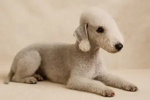 Bedlington teriéra co leží