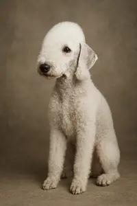 Bedlington teriéra co sedí