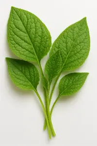 pyll