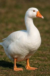 Husa