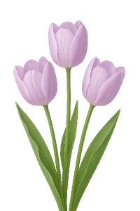 světle fialové tulipány průhledné pozadí