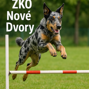 Plemeno psa Beauceron ve zbarvení harlekýn, jak skáče pres prekazku a u toho napis ZKO Nové Dvory