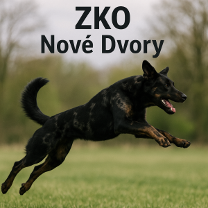 Beauceron ve zbarvení harlekýn, spise tmavsi, ve skoku,a u toho napis ZKO Nové Dvory.