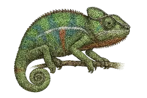 detailní perokresba barevného chameleona bez pozadí