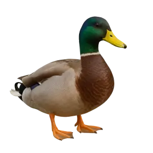 Kachnička bez pozadí