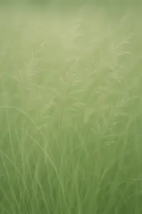 Luční tráva velmi jemné
