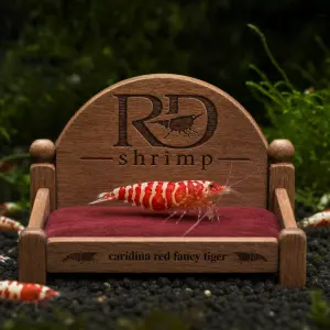 kreveta caridina red fancy tiger s logem RDshrimp