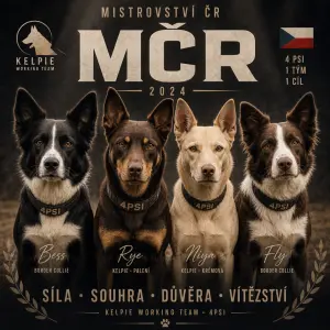 4psi (borderky cernobila a hnedobila),hneda kelpie s palenim a kremova kelpie
Jako tym na MČR