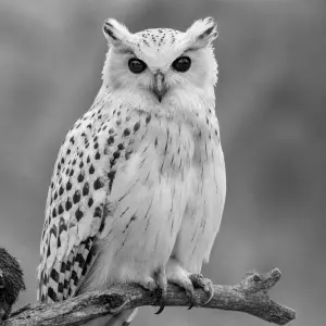 Sova černobila Bubo lacteus