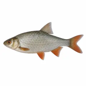 obyčejná ryba ze strany, celý její zjev, plotice třeba. realisticky