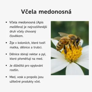 mám obrázek jaj jej můžu vložit na body?