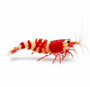 uprav krevetu na obrázku do barev krevety Caridina red fancy tiger