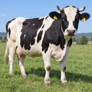 kráva