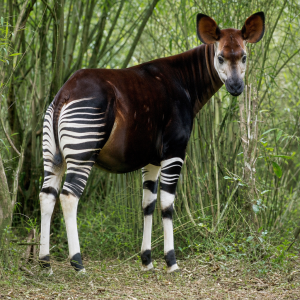 Okapi