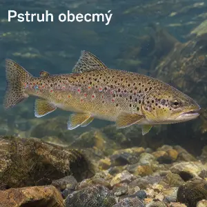 Pstruh obecmý