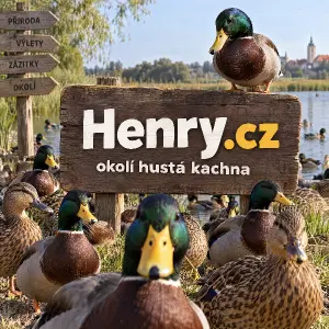Henry.cz okolí hustá kachna