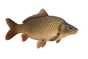 Popis obrázku
