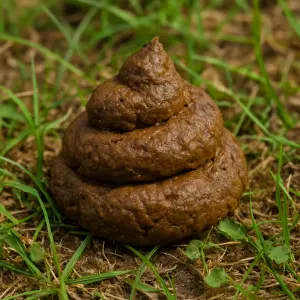 Popis obrázku